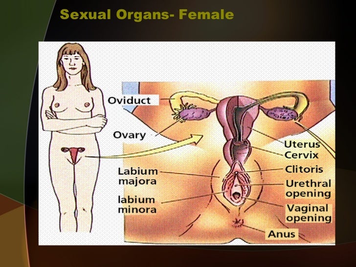 transgender sexual organ Transgender sexual organ